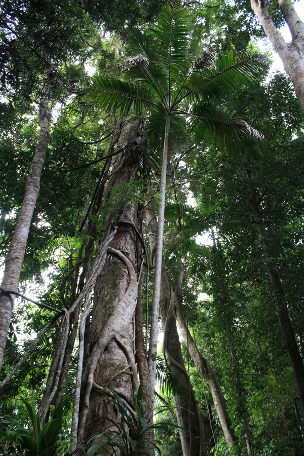 Rain Forest