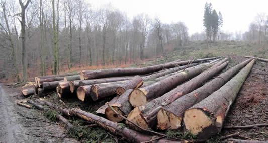 hout