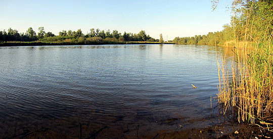 De Biesbosch