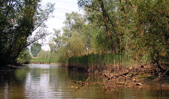 De Biesbosch