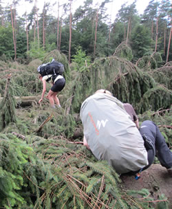 bomen op de weg