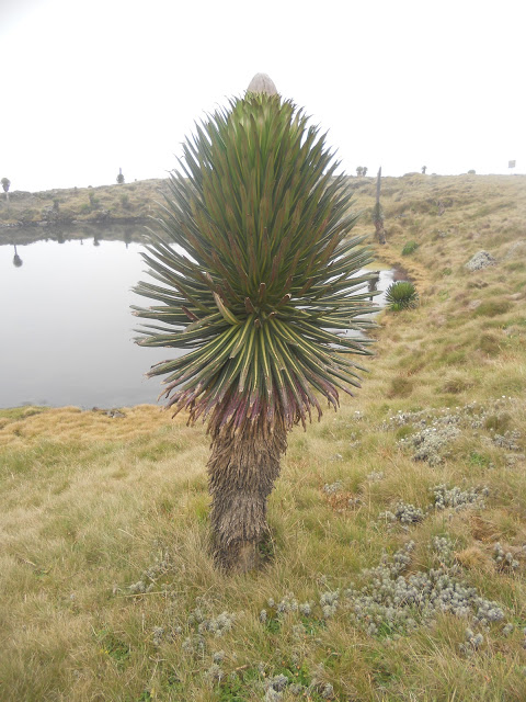 Mount Muhavura