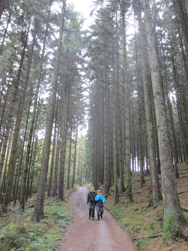 Bois de Nabiselle