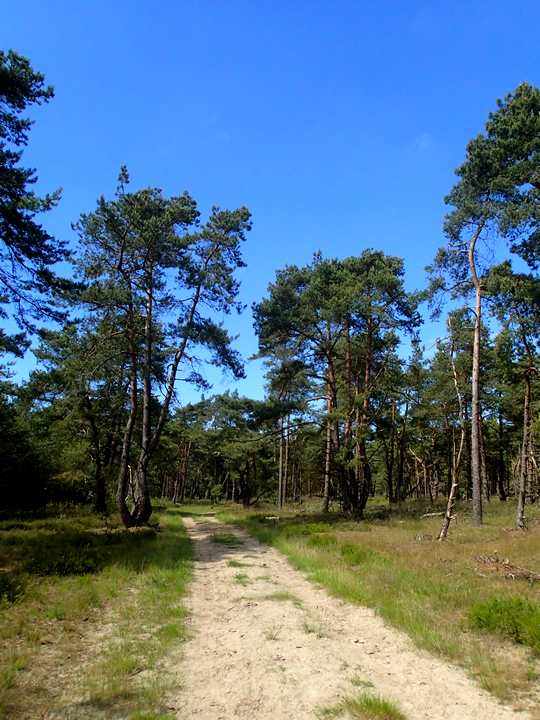 De Hoge Veluwe