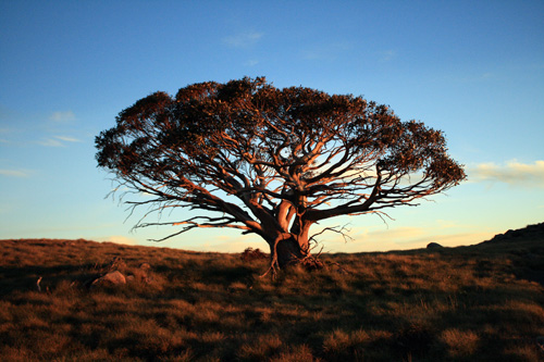 Alpine National Park